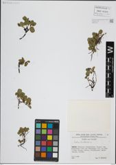 Foto von Salix herbacea L.